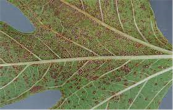 Fig Rust